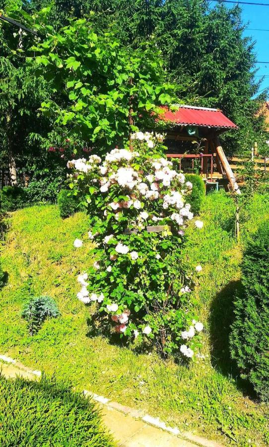 Casa Bradul Verde Törcsvár Kültér fotó